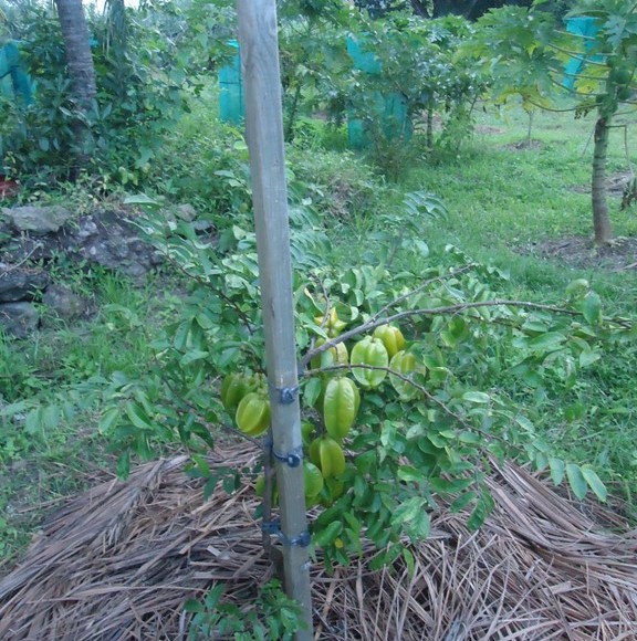 fructification sur un  jeune plant greffé dès la 1ère année de plantation