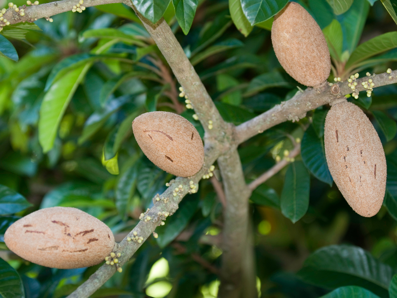 mamey arbre