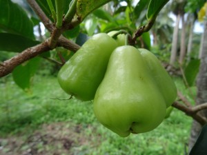 jamalac vert pomme